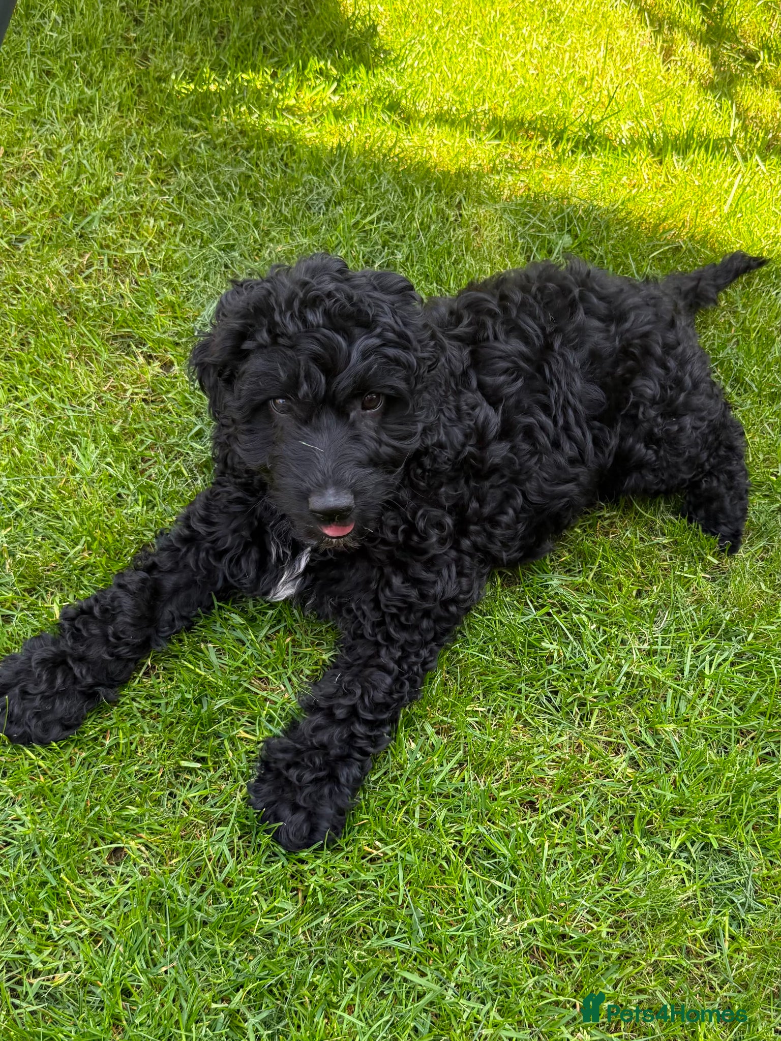 Australian Labradoodle dogs READY BOY FOR A NEW HOME: 1ST AND 2ND VACCINATION - Advert 5