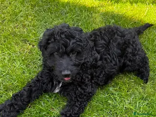 Australian Labradoodle dogs READY BOY FOR A NEW HOME: 1ST AND 2ND VACCINATION - Advert 5