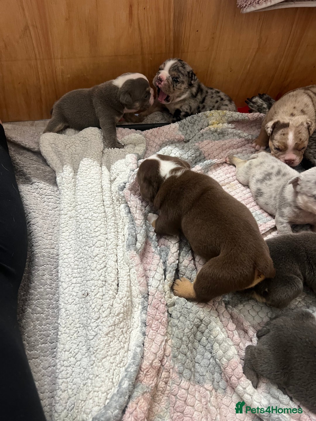 English Bulldog dogs for sale: Beautiful English bulldogs for sale 2 left - Image 6