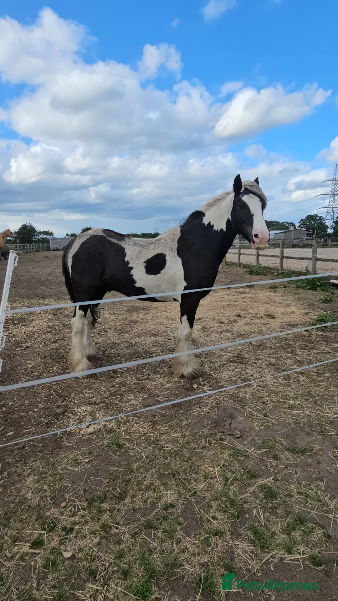 Irish Cob horses for sale: 5 year old kind natured cob gelding 13.3/14hh - Advert 2