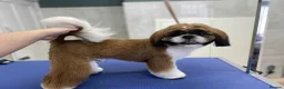 Shih Tzu dogs for stud: KC Registered Shih Tzu Stud (not for sale) - Advert 4