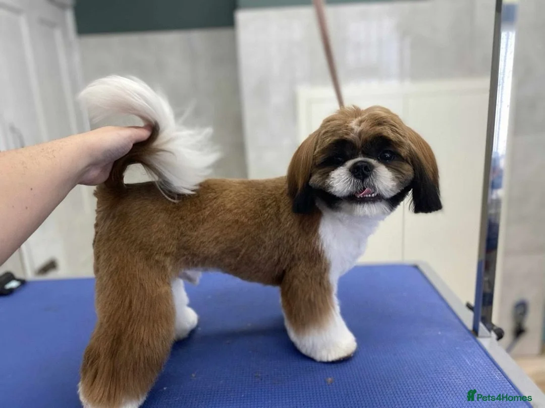 Shih Tzu dogs for stud: KC Registered Shih Tzu Stud (not for sale) - Advert 4