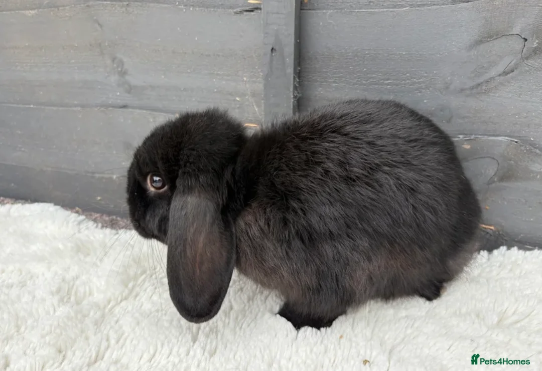Mini Lop rabbits for sale: Boy Mini Lops looking for their forever home  🐰 - Advert 8