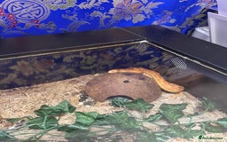 Corn Snake reptiles for sale: Albino Corn Snake with set up unsexed 1 year old  - Image 6