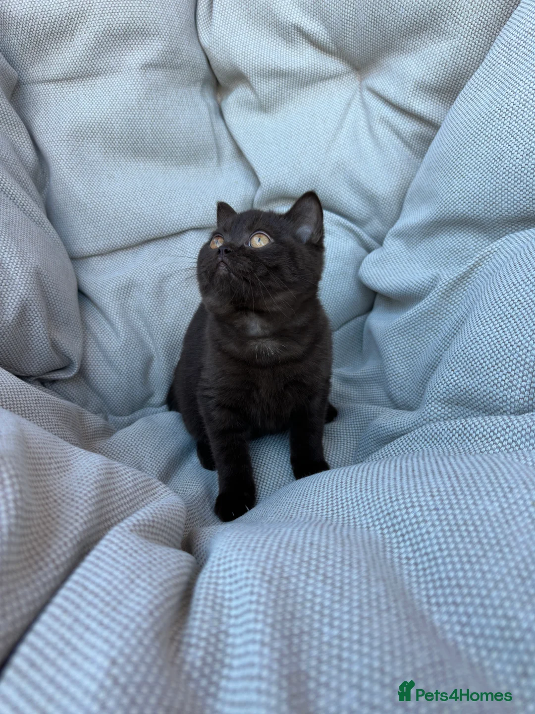 British Shorthair cats for sale: British Shorthair Chunky Chocolate Kittens🐻 - Advert 10