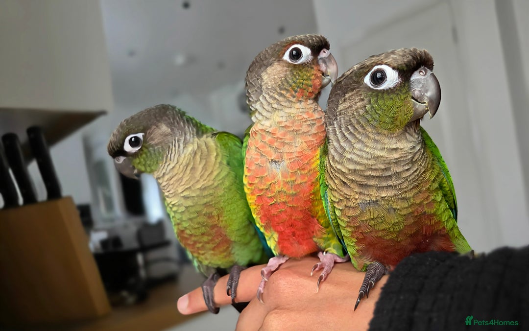 Conures birds for sale: Handreared Tame Baby Conures  - Image 2