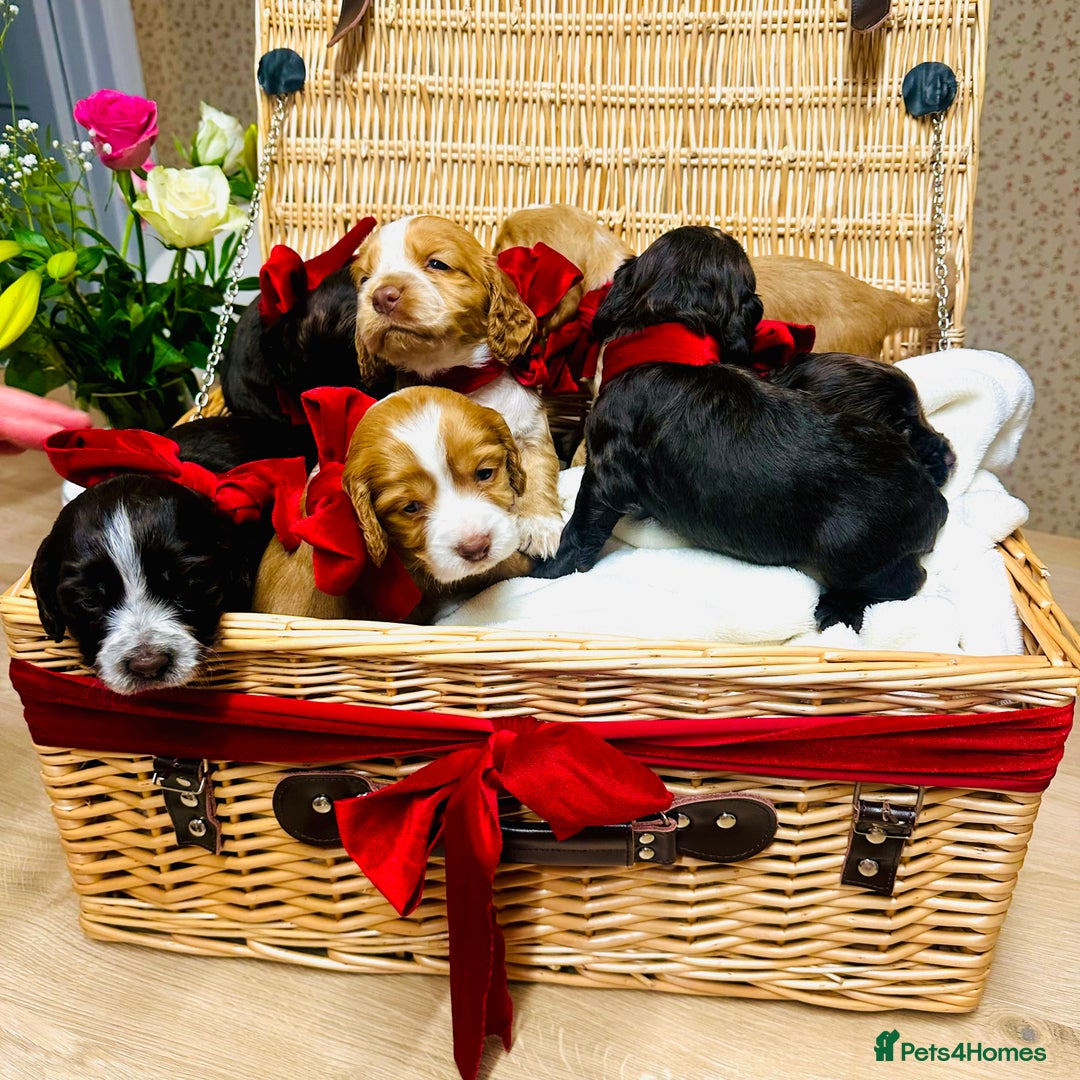 Cocker Spaniel dogs for sale: ❤️ Beautiful cocker spaniel puppies for sale ❤️ - Image 6