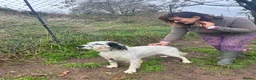 English Setter dogs for adoption: Ola   - Advert 2