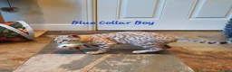 Bengal cats for sale: 🐆💕Very Beautiful Tica Registered Bengal Kittens. - Advert 24