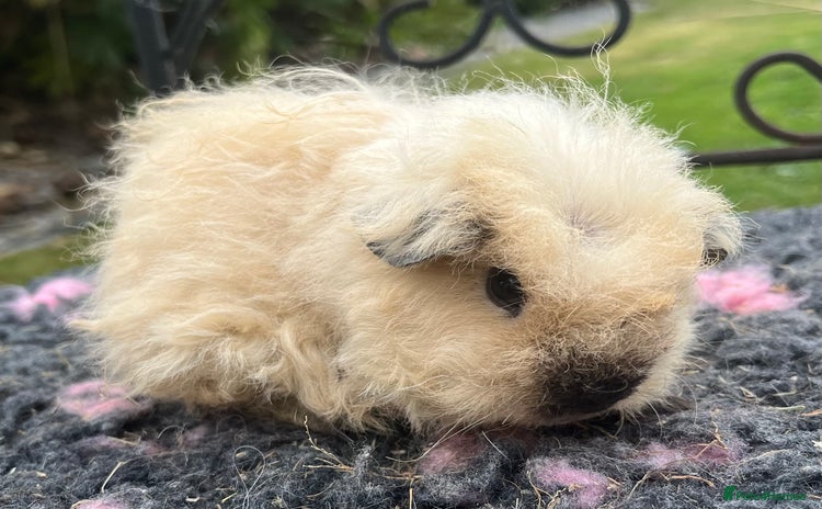 Guinea Pig rodents - Advert 2