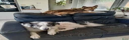 Mixed Breed dogs for adoption: Lilly & Fleabag (Lulu) — Better Homed Together in Lincoln - Advert 3