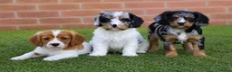 Cavapoo dogs for sale: COCKERLIERPOO puppies for sale - Advert 4