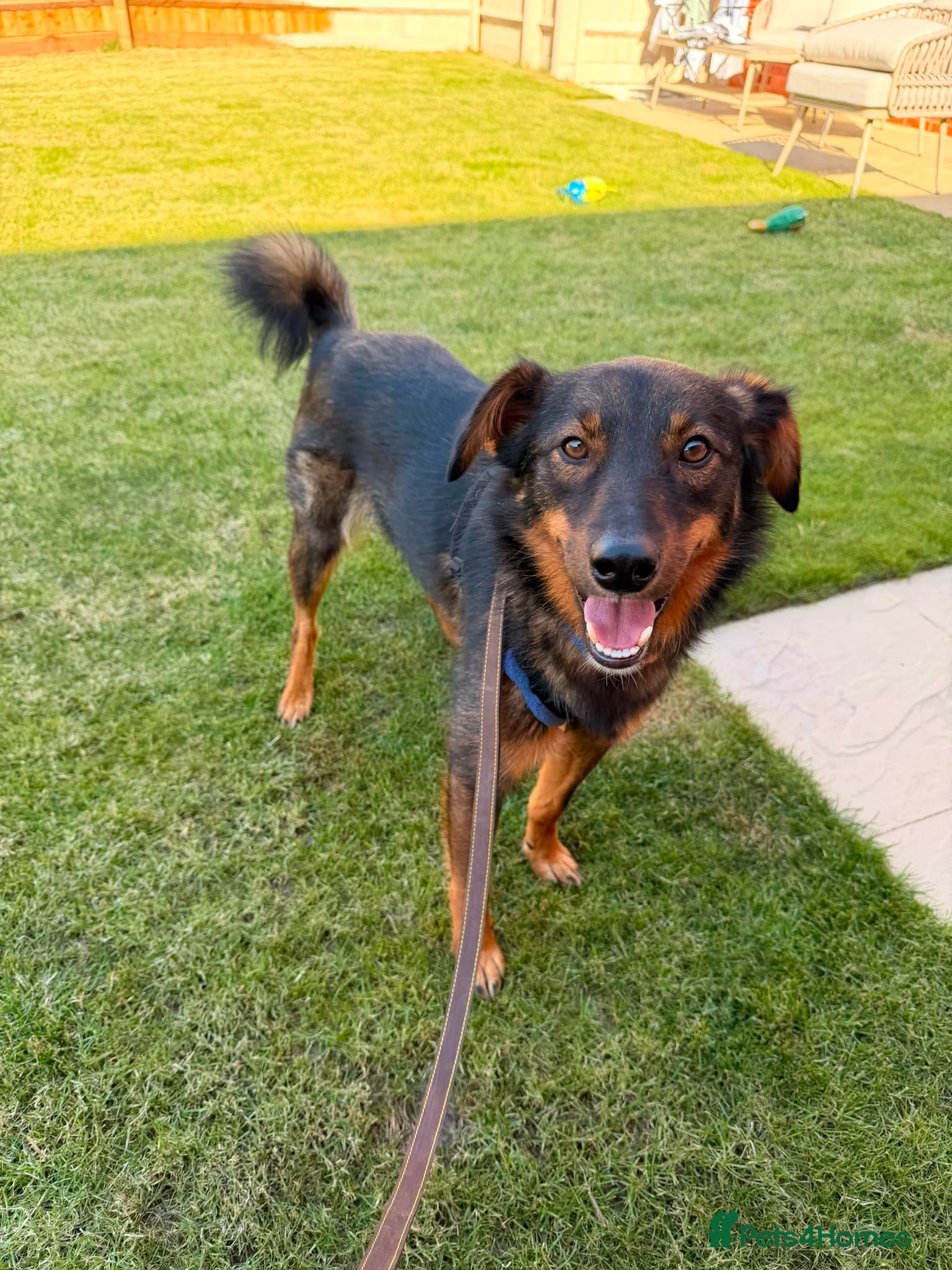 Mixed Breed dogs 💙MACHO – A GENTLE 1,5 YEARS LOW-MEDIUM BOY - Advert 2
