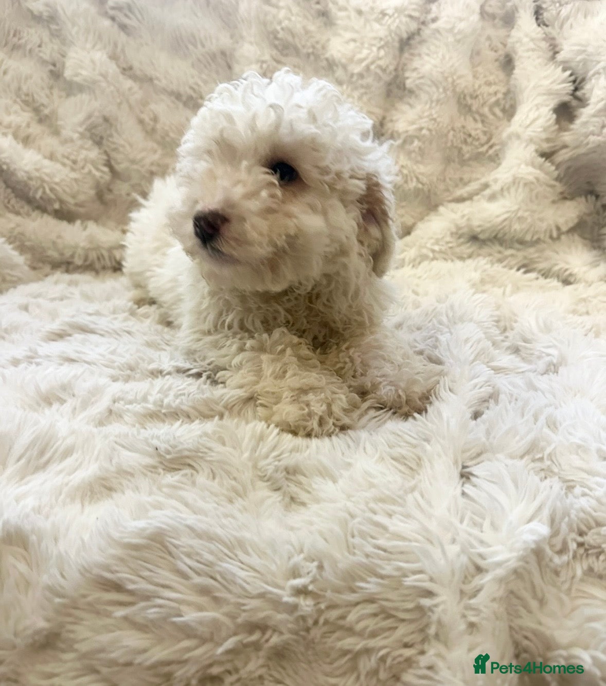 Cockapoo dogs Stunning cockapoos ready now  - Advert 16