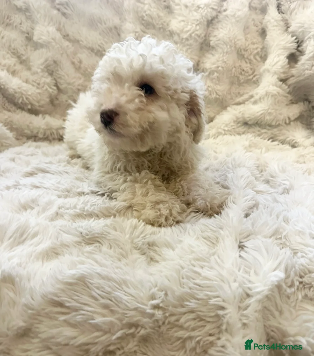 Cockapoo dogs for sale: Stunning cockapoos ready now  - Advert 9