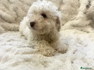 Cockapoo dogs Stunning cockapoos ready now - Advert 16