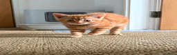 Mixed Breed cats for sale: Beautiful Kittens for Sale - Advert 10