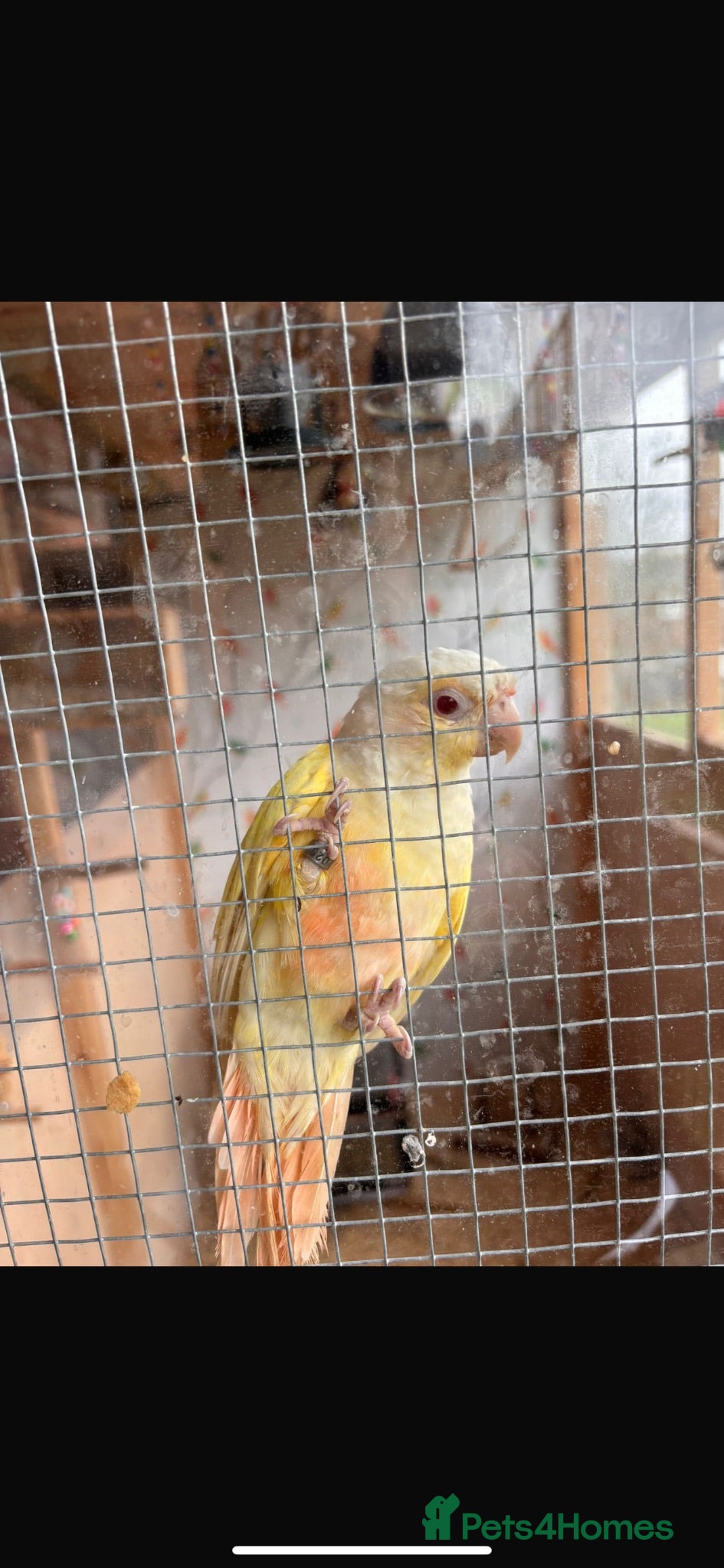 Conures birds Lutino Green-Cheek Conure – DNA-Sexed Female  - Advert 1