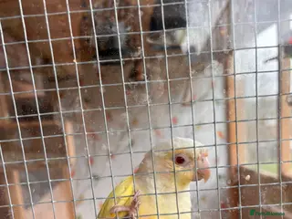 Conures birds Lutino Green-Cheek Conure – DNA-Sexed Female - Advert 1
