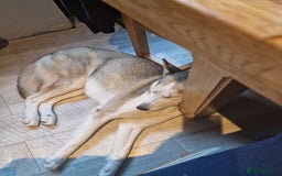 Siberian Husky dogs for sale: Female siberian Husky 3 years old - Image 4