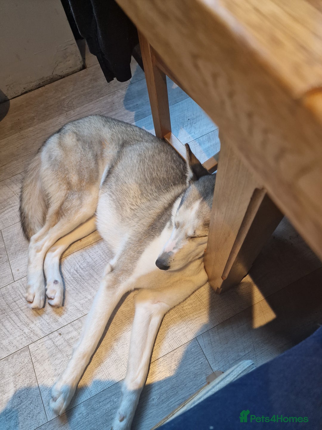 Siberian Husky dogs for sale: Female siberian Husky 3 years old - Image 4