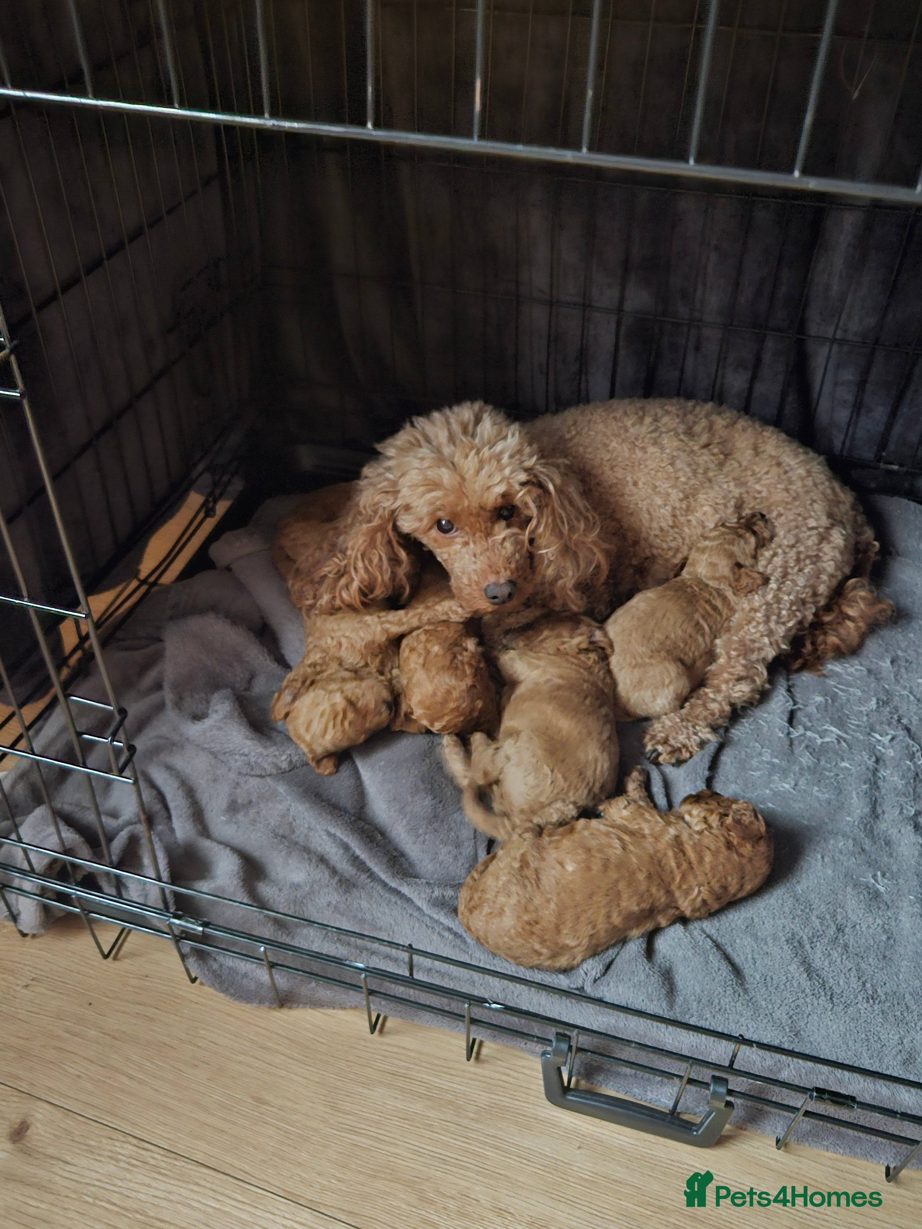 Miniature Poodle dogs Beautiful red kc mini poodles - Advert 3