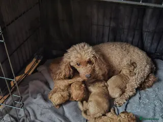 Miniature Poodle dogs Beautiful red kc mini poodles - Advert 3