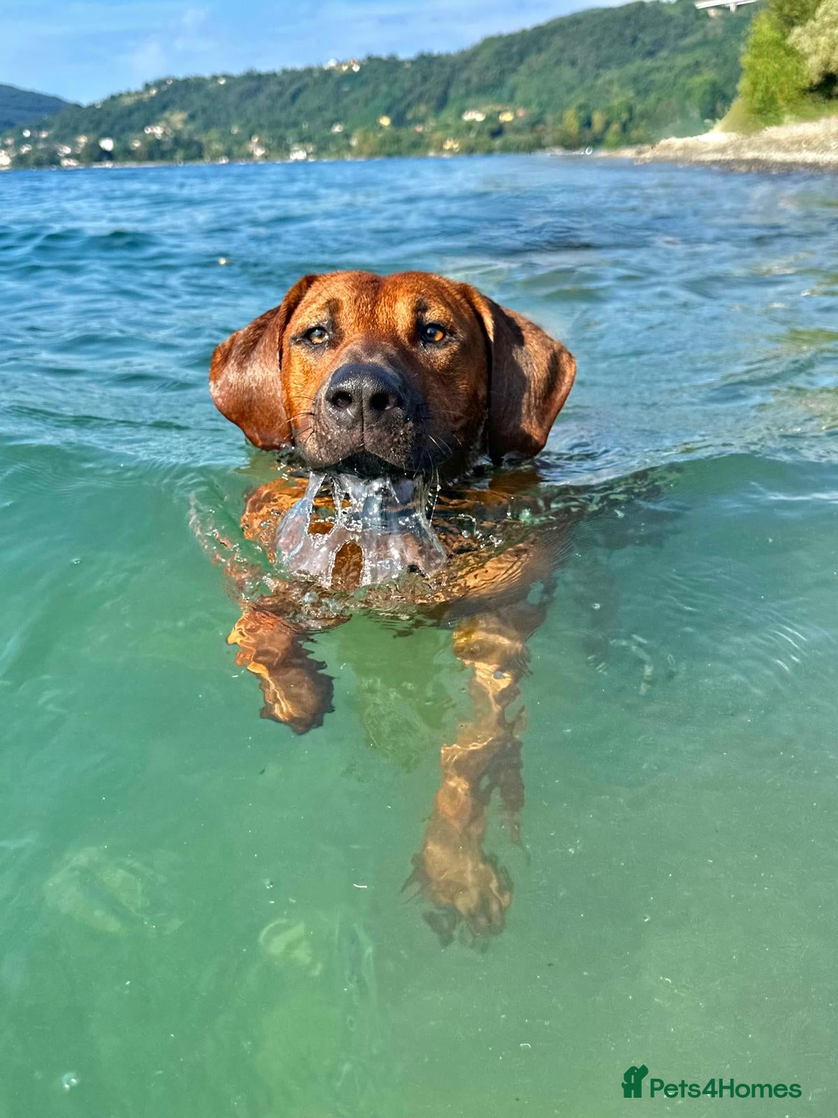 Rhodesian Ridgeback dogs !!KC CHAMPION AFRICAN RHODESIAN RIDGEBACK!! - Advert 1