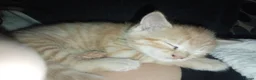 Domestic Shorthair cats for sale: Ginger baby kittens in Stoke-on-Trent - Advert 7