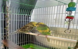 Budgerigars birds for sale: Friendly Budgies Looking for a New Home - Advert 13