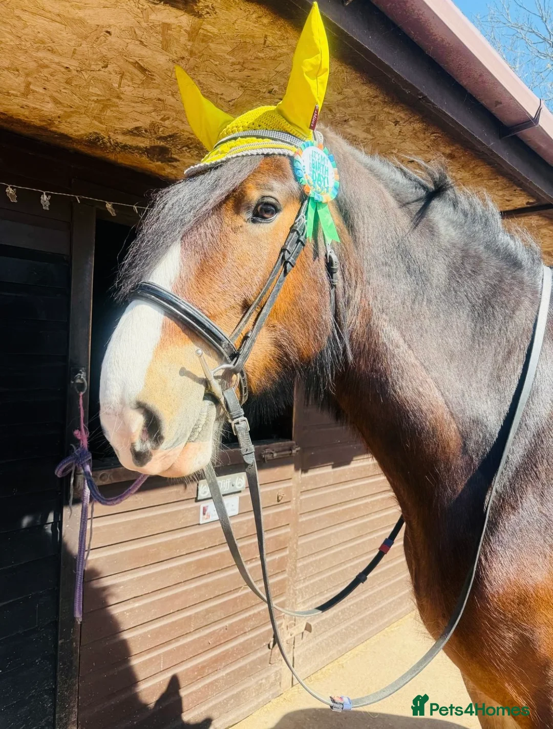 Shire horses for sale: Beautiful shire gelding for sale  - Advert 1