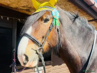 Shire horses Beautiful shire gelding for sale - Advert 4