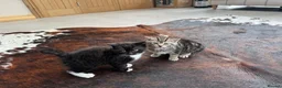 Mixed Breed cats for sale: Beautiful kittens for sale - Advert 8