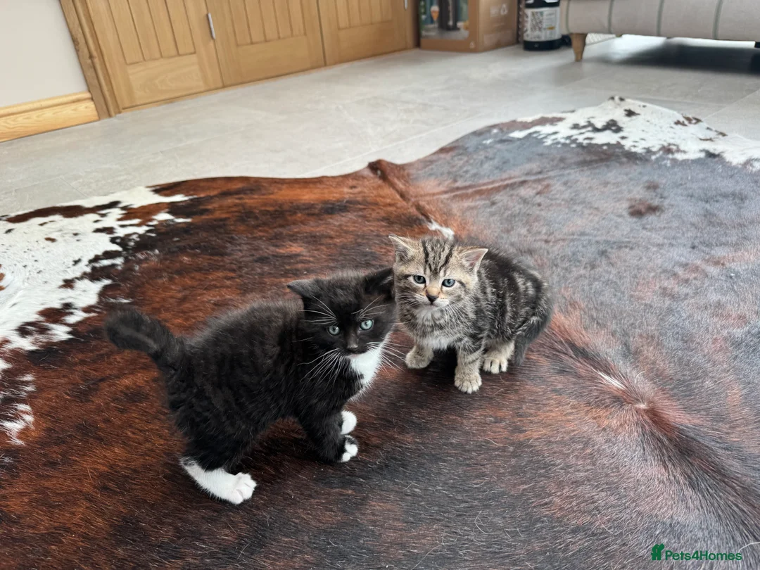 Mixed Breed cats for sale: Beautiful kittens for sale - Advert 8