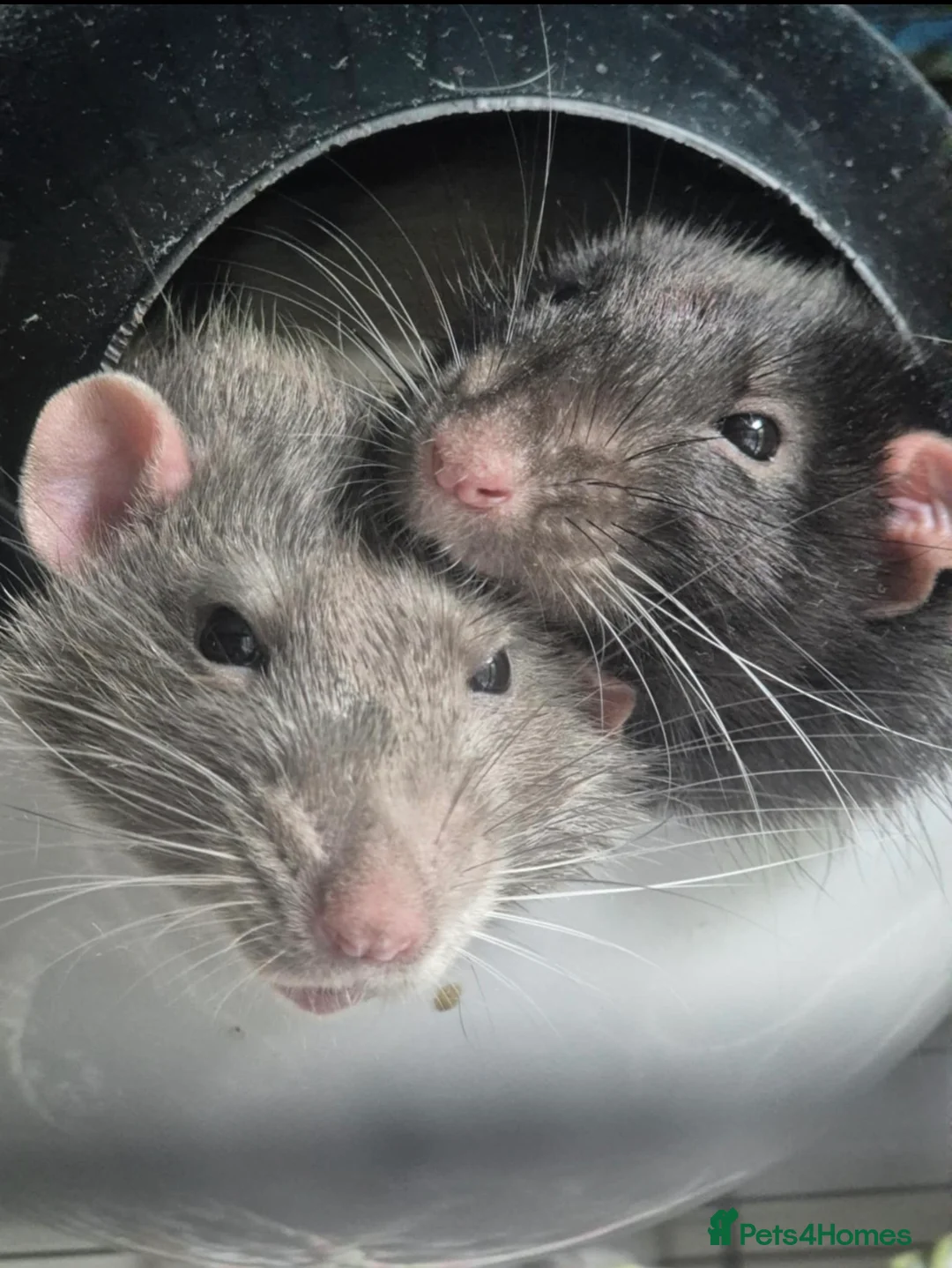 Rat rodents for sale: 4 male rats  - Advert 1