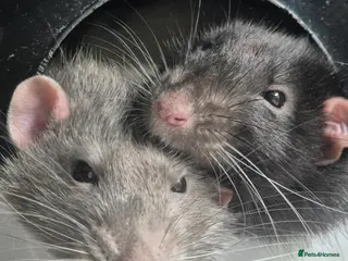 Rat rodents 4 male rats - Advert 1