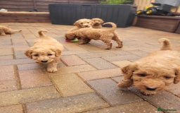 Labradoodle dogs for sale:  Apricot Doodle labradoodles - Image 1