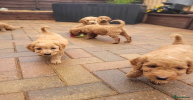 Labradoodle dogs - Advert 2