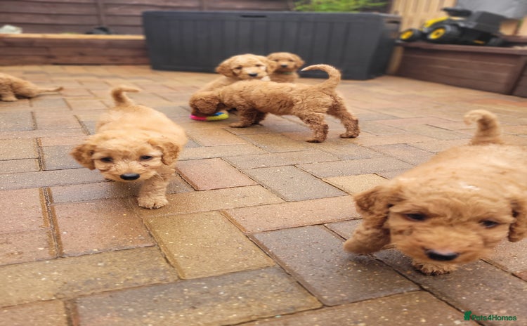 Labradoodle dogs - Advert 7