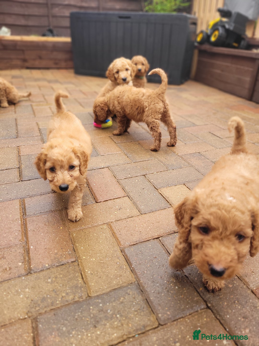 Labradoodle dogs for sale:  Apricot Doodle labradoodles - Image 1