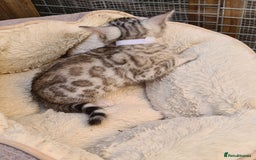 Bengal cats for sale: Pedigree Bengal kittens - Image 2