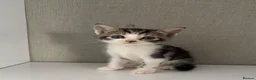 Mixed Breed cats for sale: 2 mixed Norwegian kittens - Advert 8
