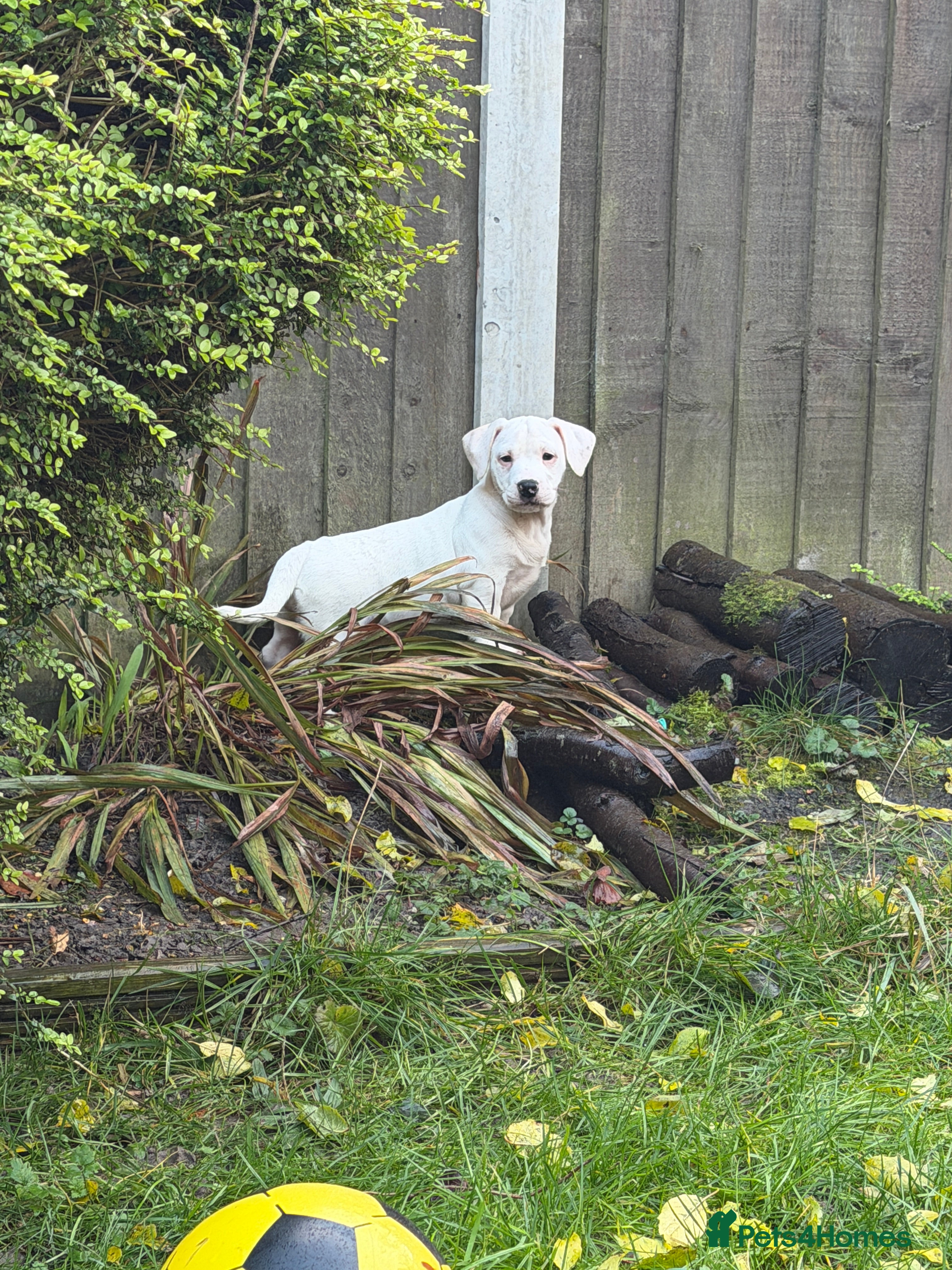 Mixed Breed dogs  Last 2 girls READY NOW! Rare English Bulldach - Advert 2