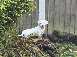 Mixed Breed dogs Last 2 girls READY NOW! Rare English Bulldach - Advert 16