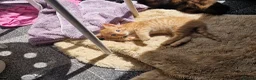Mixed Breed cats for sale: Two kittens - Advert 2