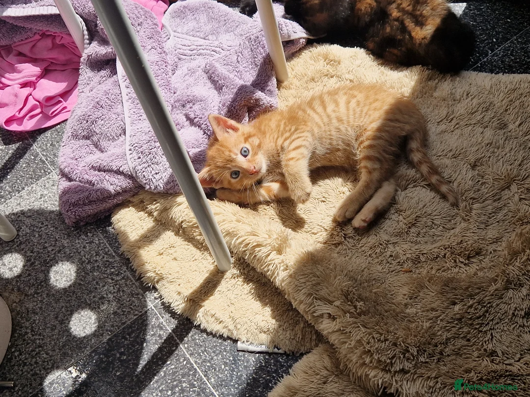Mixed Breed cats for sale: Two kittens - Advert 2