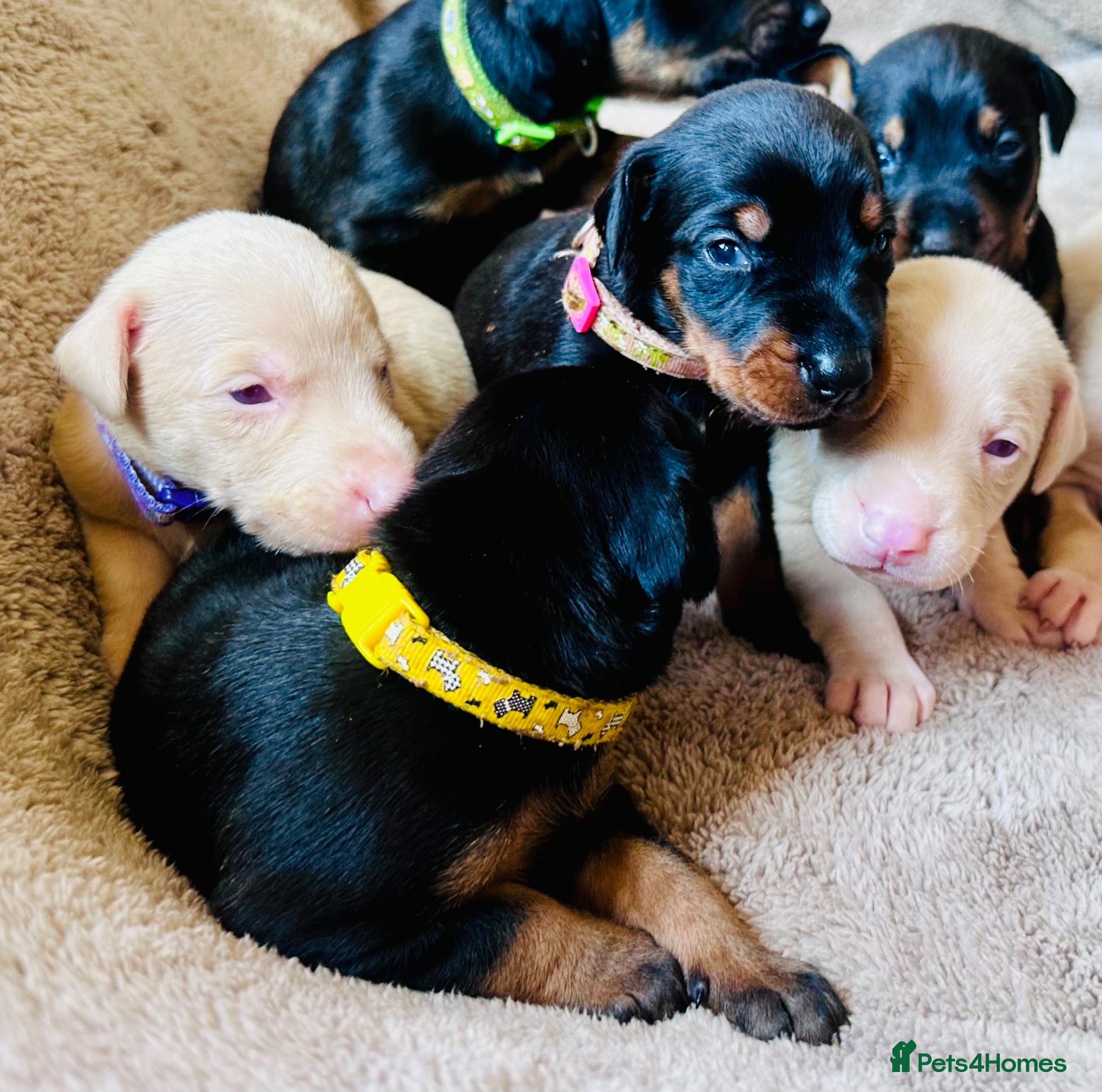 Dobermann dogs KC registered health tested Dobermann puppies  - Advert 1