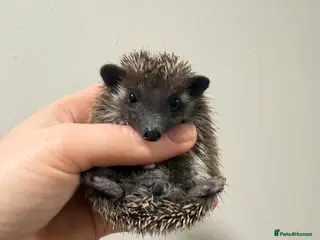 Pygmy Hedgehog rodents Male Hoglet ready soon - Advert 2