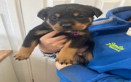Rottweiler dogs for sale: Rottweiler puppies - Image 16