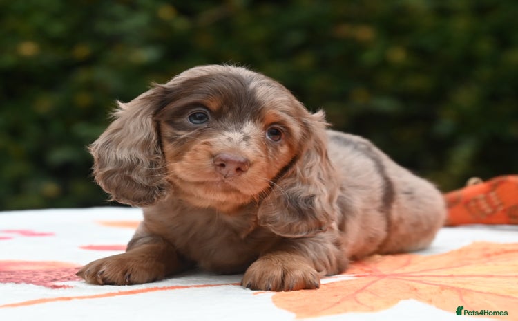 Miniature Dachshund dogs - Advert 1